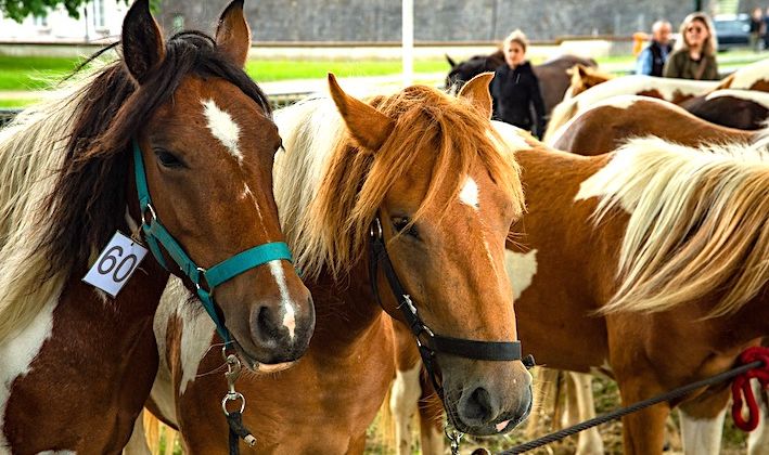 POTTOKA EGUNA - Bayonne reçoit le petit cheval sauvage et ancestral